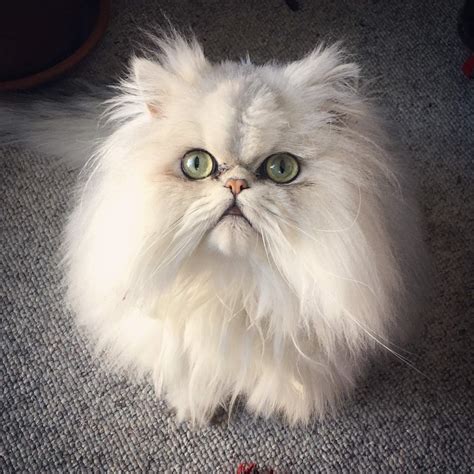 Persian Kitten Empire is the biggest and most respected Persian and Himalayan Cat Breeder Directory in the World. . Persiankitty video